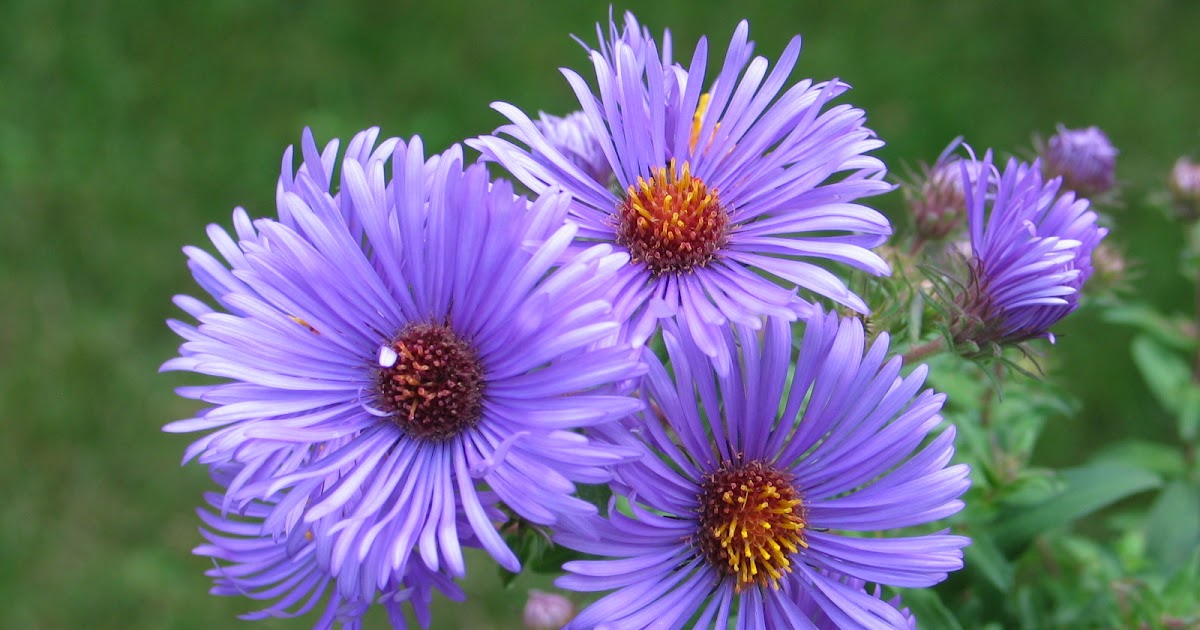 flowers Try Planting Your Aster Flowers In Full Sun