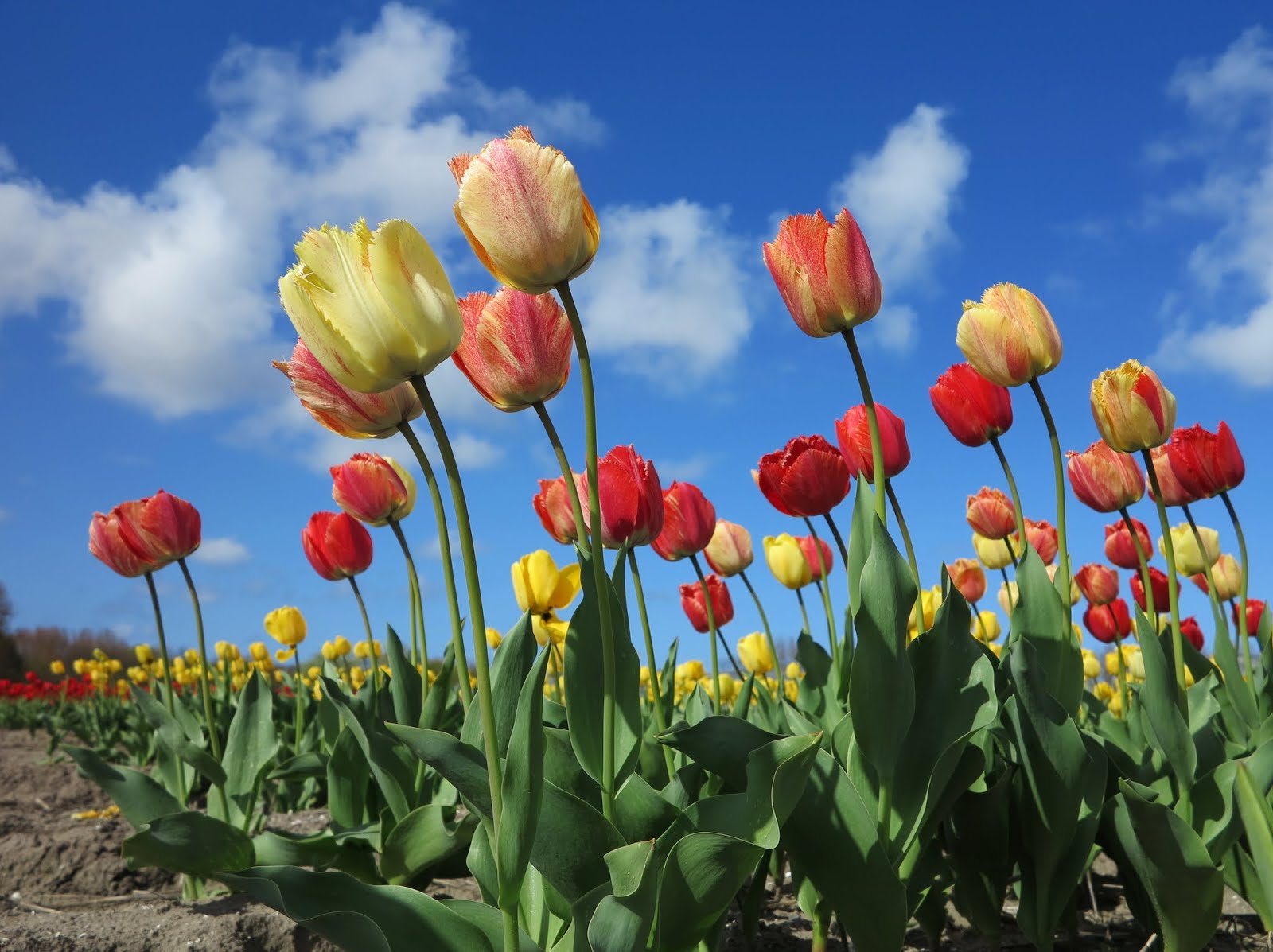 Blooming tulips