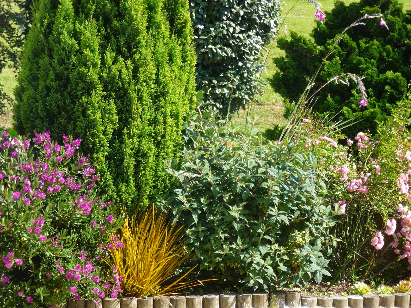 Le Douaire Ile De Vivre Tout Savoir Sur L Arbre Aux Papillons