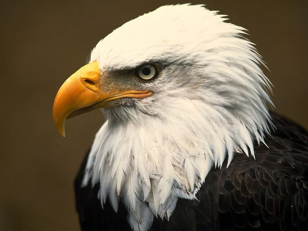 Flying Creatures: Interesting Facts about Eagle Birds