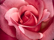 Pink Rose Photos