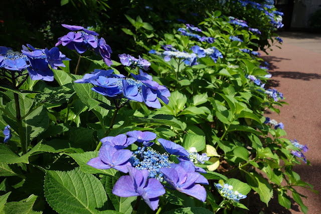 Hydrangea Ajisai Festival Toshimaen