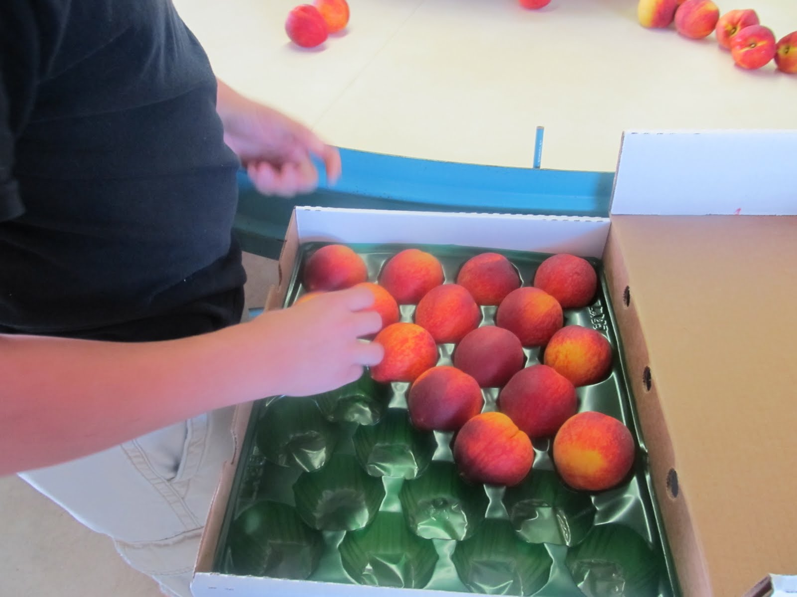 PrunePicker Mitcham Orchard fresh Ruston peaches.