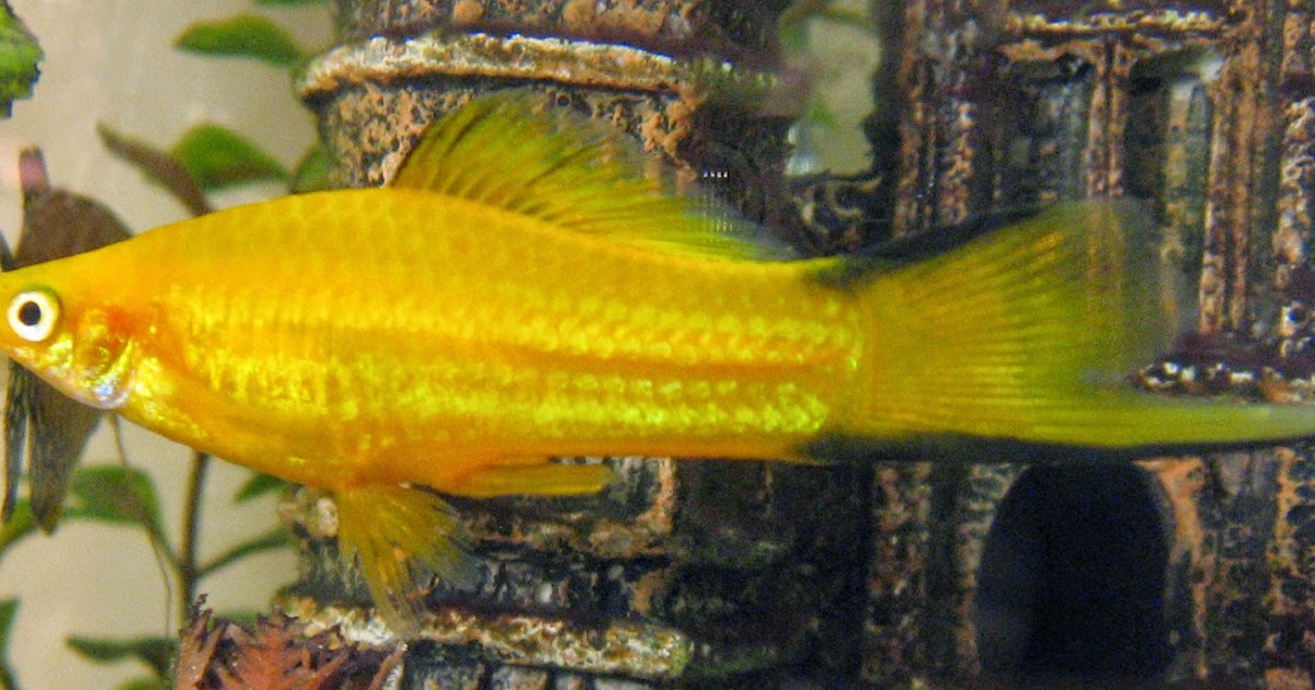 Freshwater Frenzy Swordtail Fact Sheet