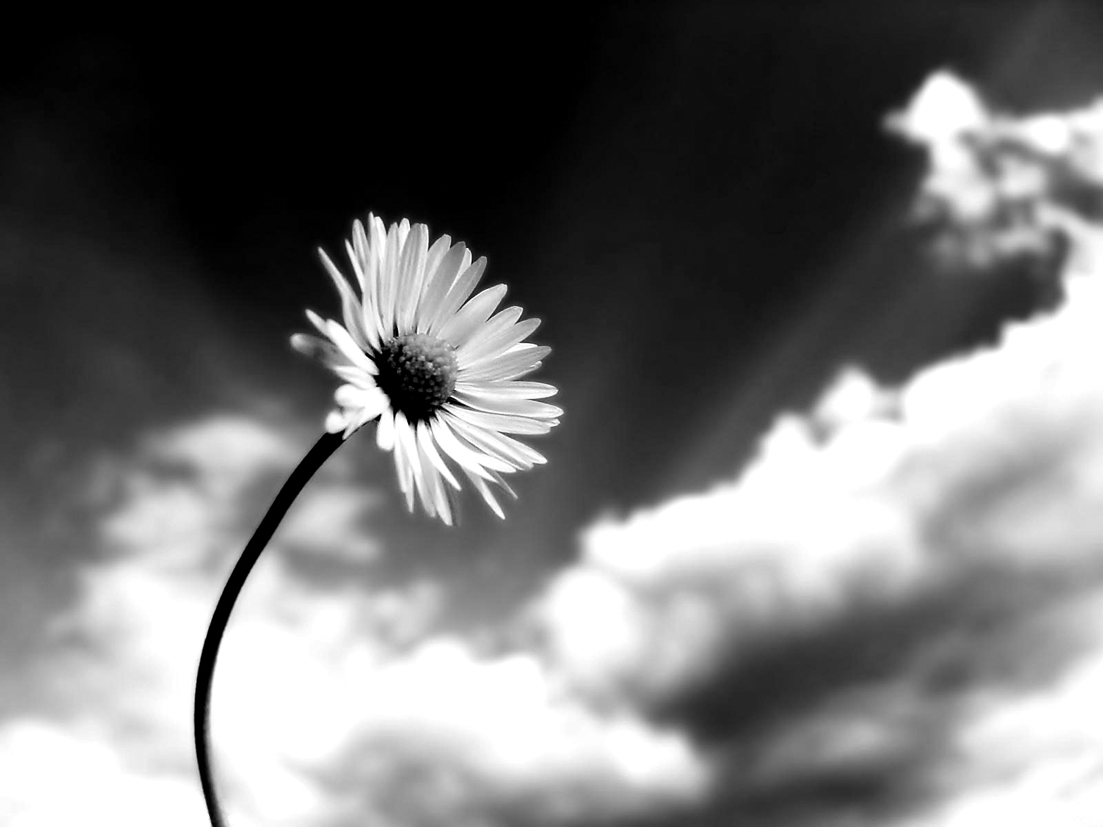 Výsledek obrázku pro black and white photo