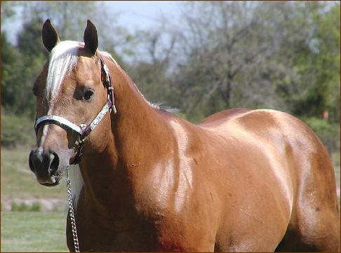 Best Caballo Cuarto De Milla De Trabajo Contemporary - Casas: Ideas ... Best Caballo Cuarto De Milla De Trabajo Contemporary - Casas: Ideas ...