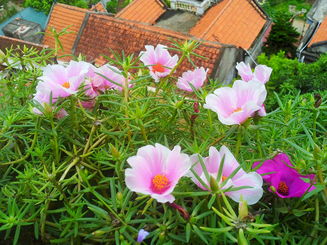 [Image: ngoi-nha-no-hoa-muoi-gio-dep-12.jpg]