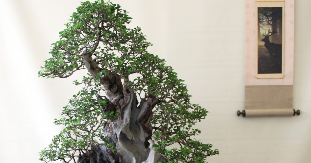 Bonsai Tree 17+ Awesome Bonsai In Uk Pictures