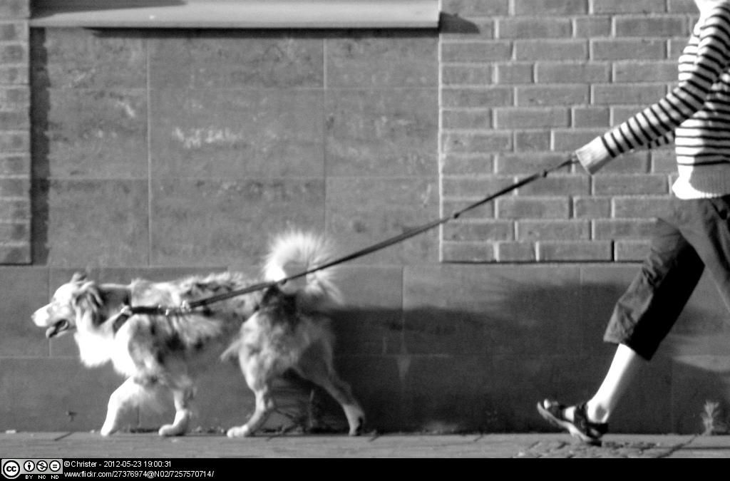 Leinenaggression beim Hund Ursachen und wie du Leinenaggression
Source: www.youtube.com
Hunde haben unterschiedliche gründe für das bellen an der leine. Was sich als angstaggression bei ihrem hund äußert, hat also eine logische. Dabei hat leinenaggression durchaus unterschied.
Leinenaggression beim Hund [Ursachen und wie du Leinenaggression
![Hundeschule an der Leine Leinenaggression
