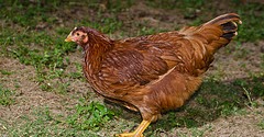 Welcome to Le Bleu Peeps Chicken Breed Blog: The Cherry Egger