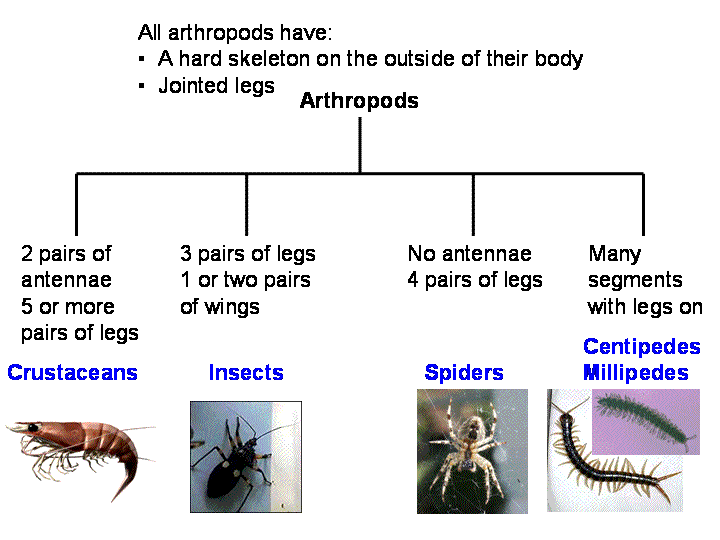 INVERTEBRATE ANIMALS | MY ENGLISH AND SCIENCE