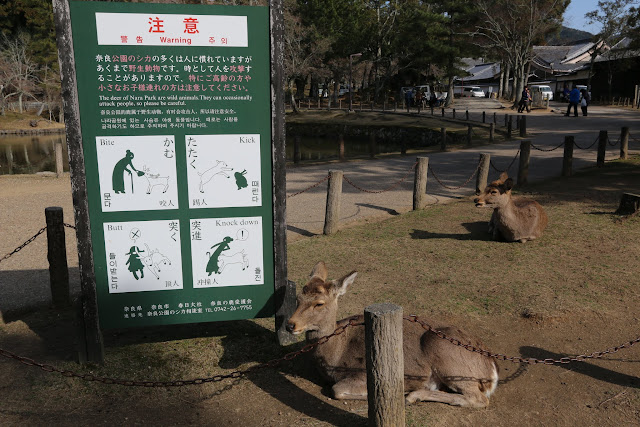 Be careful with Nara deer as some maybe wild to handle at Nara Park in Japan Be careful with Nara deer as some maybe wild to handle at Nara Park in Japan