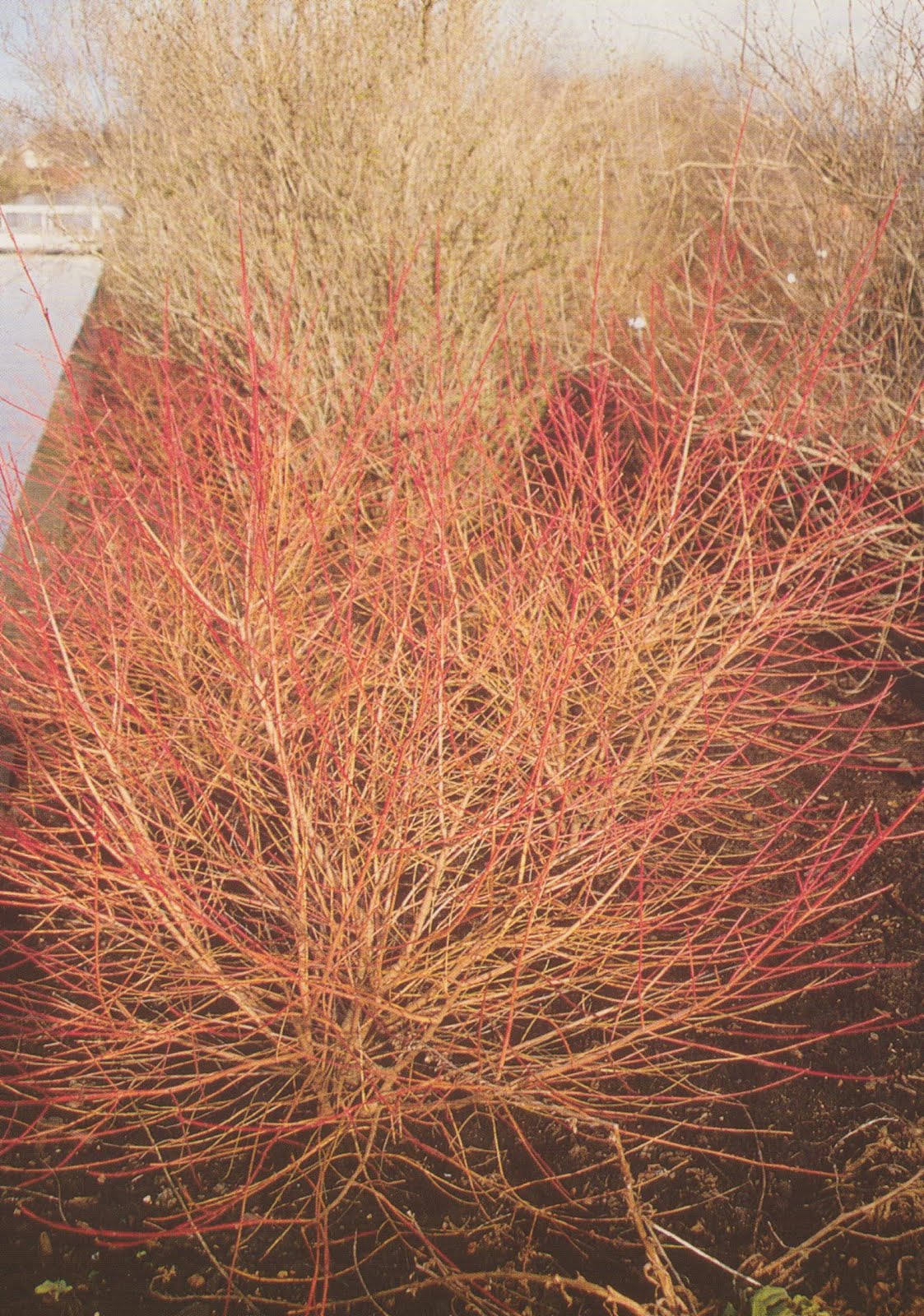 cut cornus mas branches cut cornus mas branches