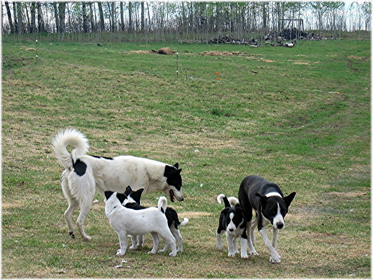 canaan puppies for sale