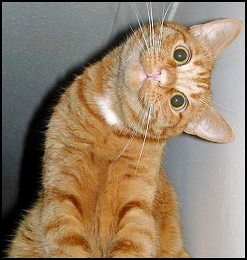 Funny Cats :D Funny+cat+photos+scraps+for+orkut+pics