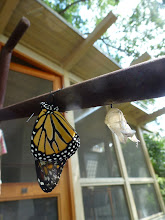 Newly emerged Monarch