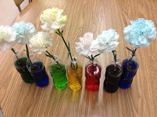 Carnation Experiment