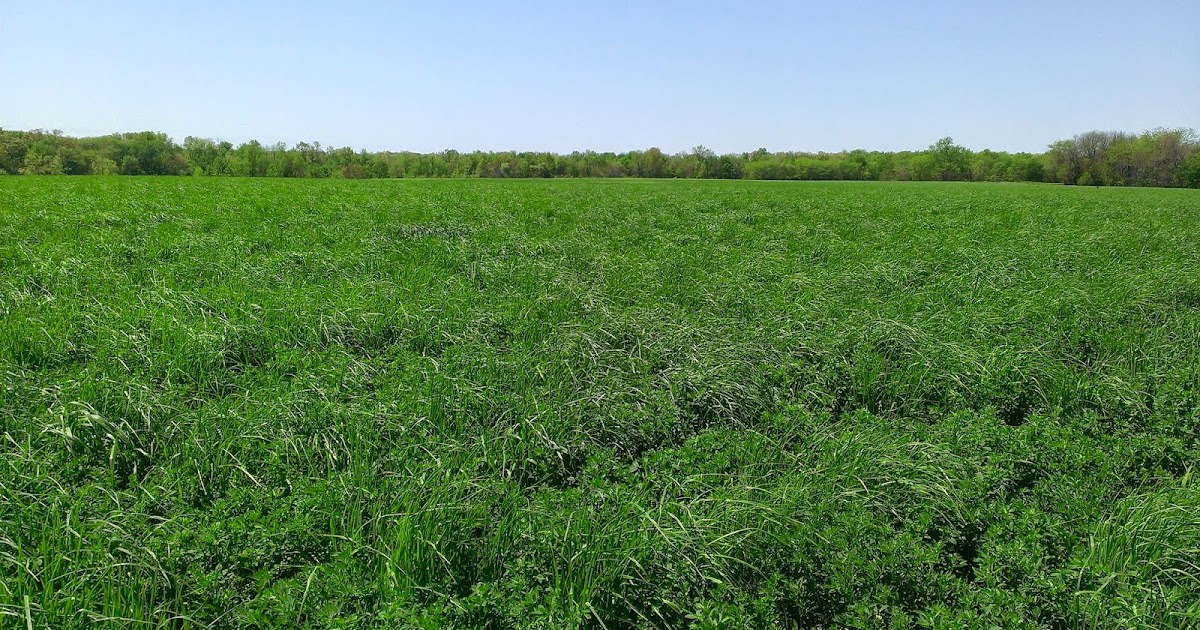 Observations in Agriculture Alfalfa and Orchard Grass Hay