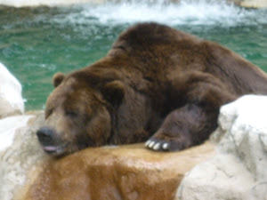 Mr. Bear is trying to stay cool.
