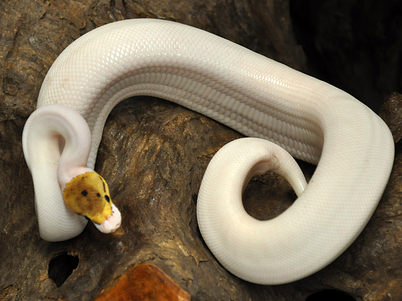 Snake Bumblebee
