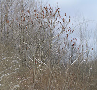 Staghorn Sumac: Slim Pickin's