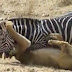 Watch Zebra Vs The Lion Video