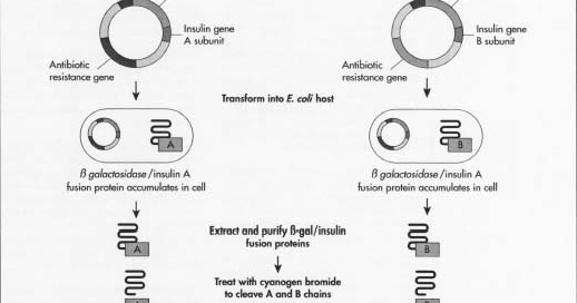 ap biology molecular genetics take-home essay exam Ap biology mendelian genetics and b molecular genetics hemophilia is common example on the ap exam. ap biology molecular genetics take-home essay exam Ap biology mendelian genetics and b molecular genetics hemophilia is common example on the ap exam.