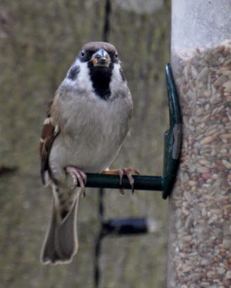 tree sparrow tree sparrow on a feeder