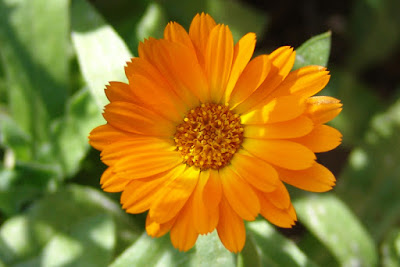 Como cultivar Calendula