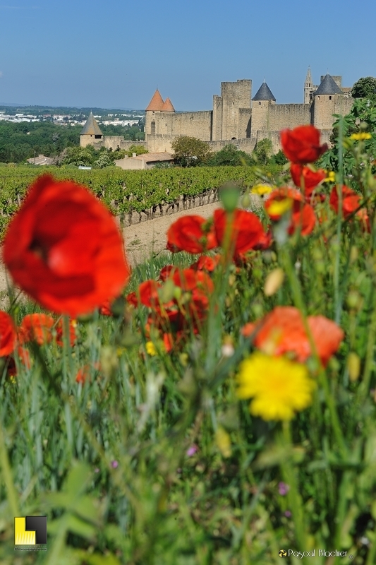 carcassonne sous les coquelicots coquelicots en premier plan de carcassonne photo pascal blachier