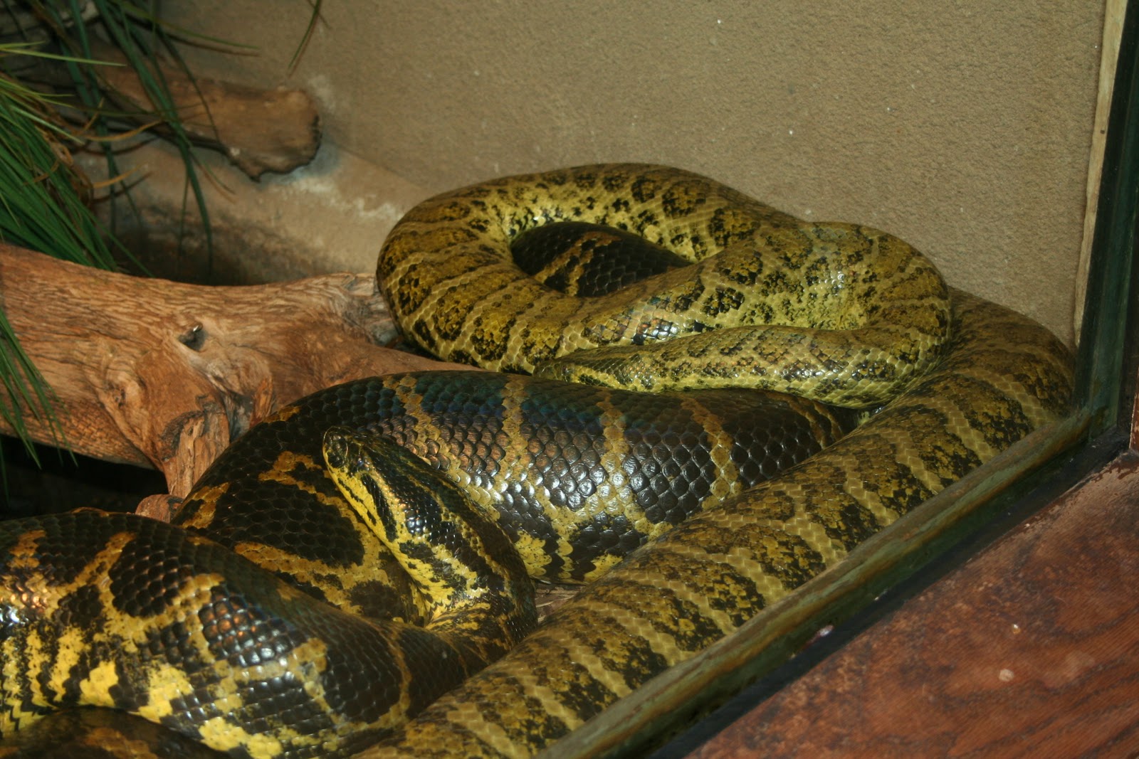Grandes constritoras: 2- Sucuri do Pantanal (Eunectes notaeus) Yellow+Anaconda%252C+Eunectes+notaeus