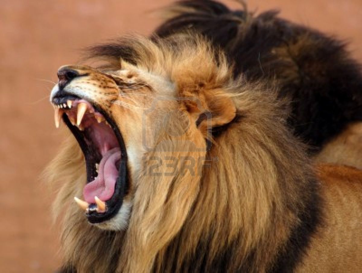 HOMBRE LEO AMOR hombre leo amor:
