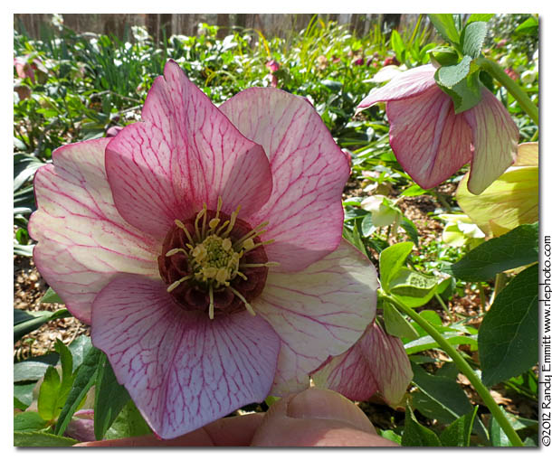 Randy & Meg's Garden Paradise Pine Knot Farms Hellebore Fest 2012