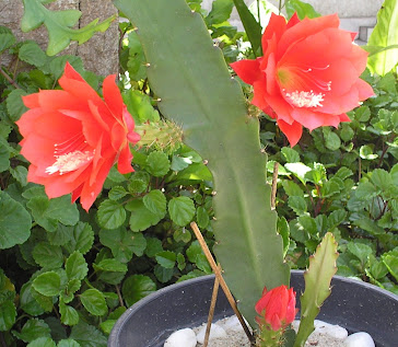 muda de cactus orquídea c/flor vermelha