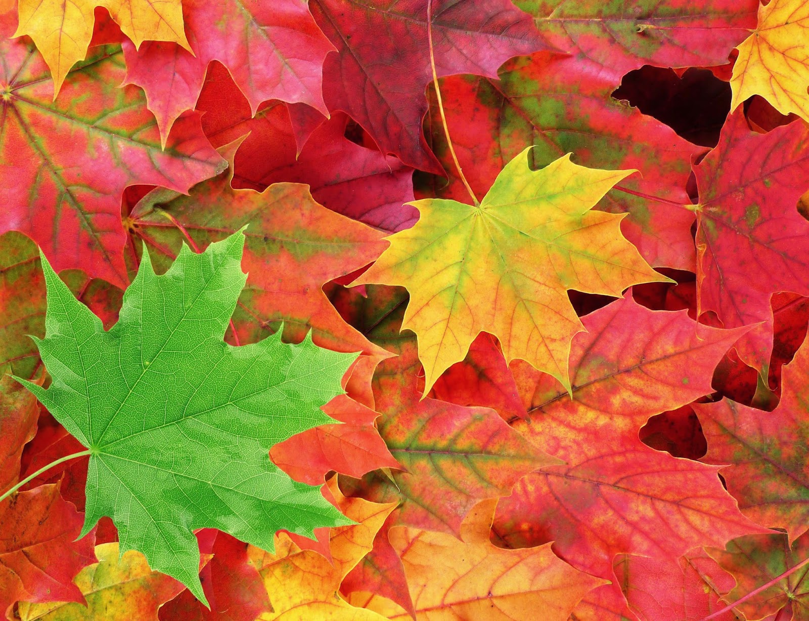 Nature Snacks: Why do Leaves Change Color in the Fall?