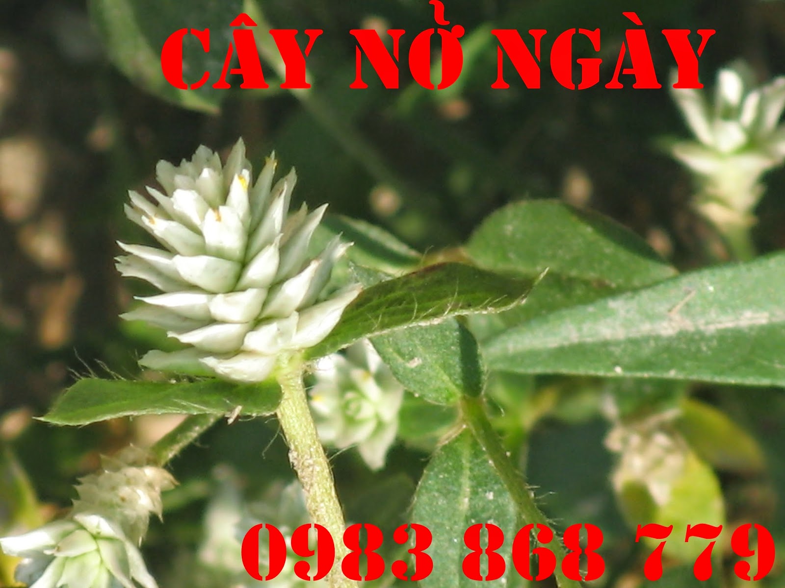 Cây nở ngày đất thần dược trị Goutt trong 7 ngày 