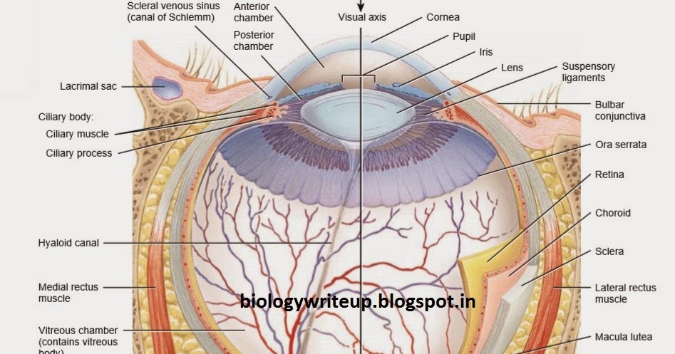 BIOLOGY WRITE-UP - BIOLOGY ARTICLES: ANATOMY OF HUMAN EYE BALL