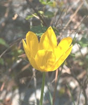 LALEA UA-DE-CAZANE- tulipa hungaryca