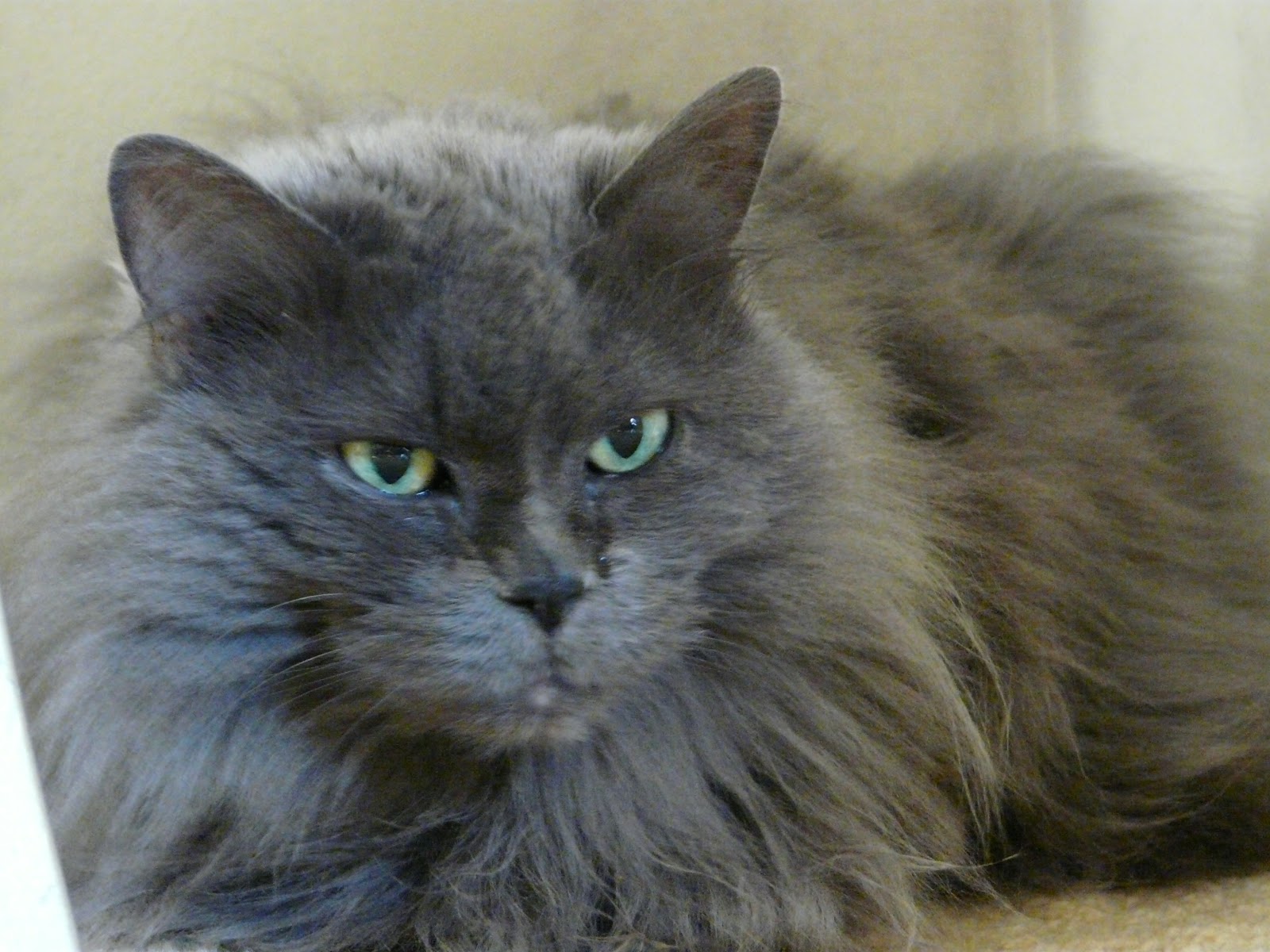 Pebbles Has Something To Say! How To Treat Ear Infections CATS