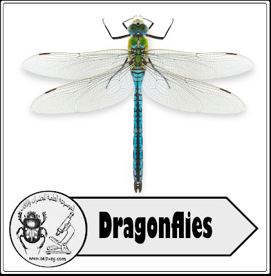 Dragonflies الرعاشات الكبيرة