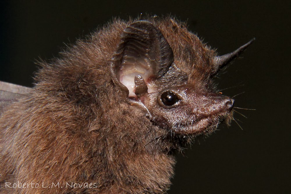 Peropteryx Alchetron, The Free Social Encyclopedia