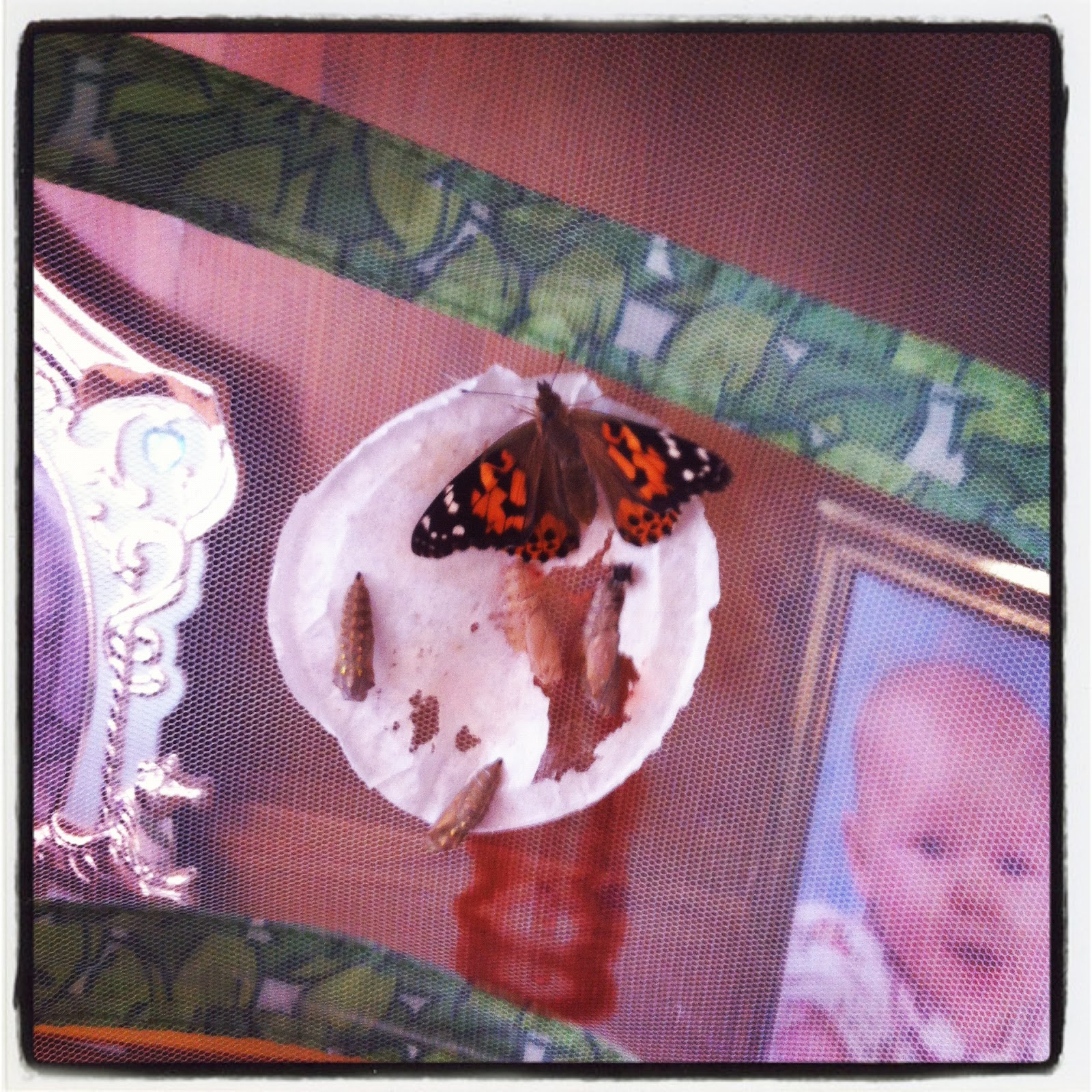 Insect Lore Experiment Day 24 chelseamamma.co.uk