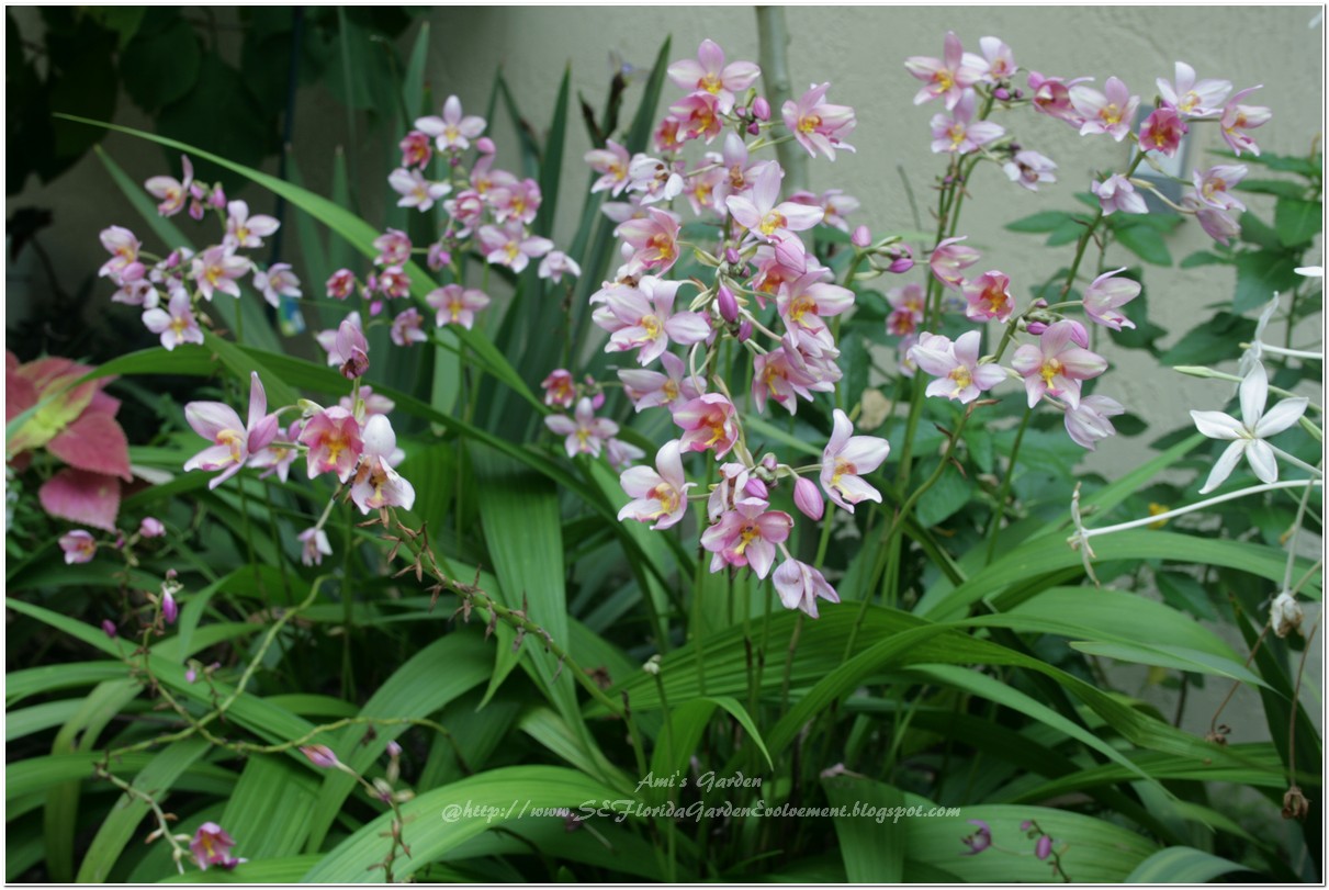Gainesville Farm Garden By Owner Craigslist | Autos Post