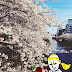   桜の日： 日本東京留學生活Day 006 看櫻花日Check point 1: 桜の花びらたち...ゆこ！会いたいよ！