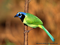 pictures, photos Birds wallpapers
