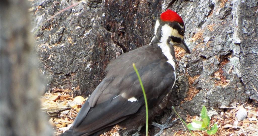 Mendonoma Sightings: Pileated Woodpecker - the biggest woodpecker on