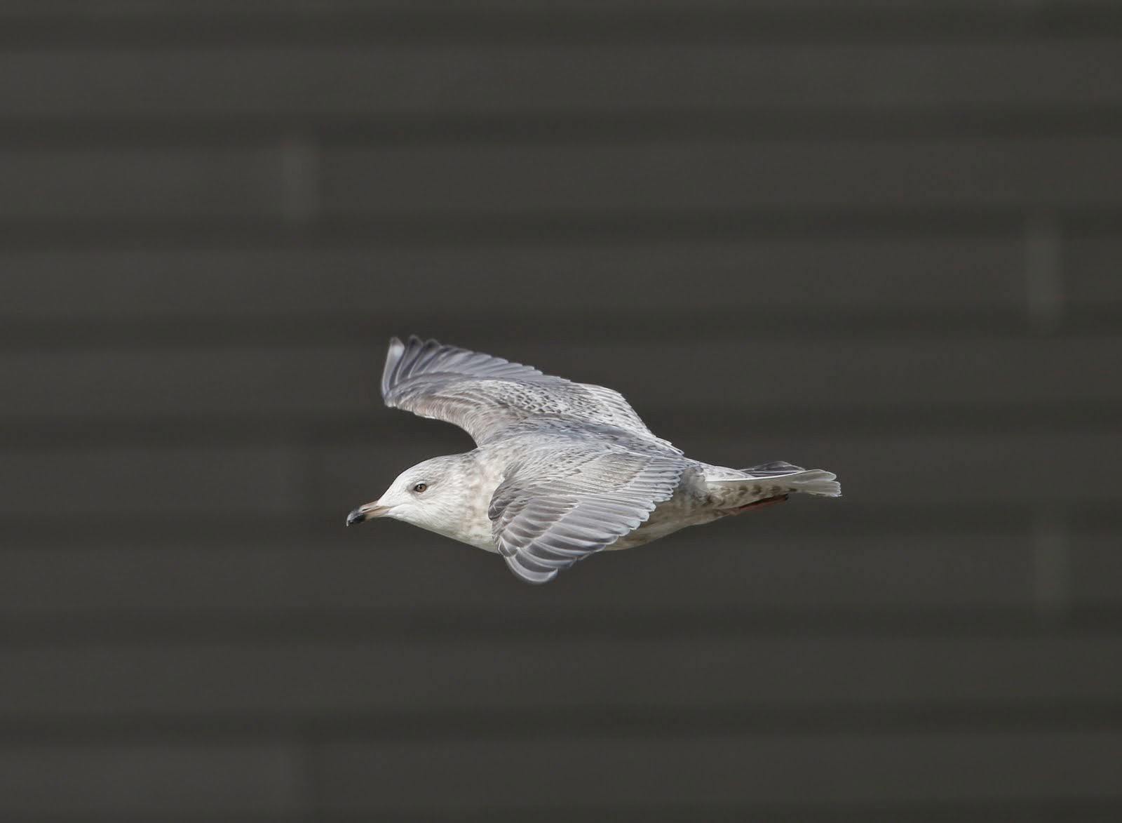 Kumlien's Gull