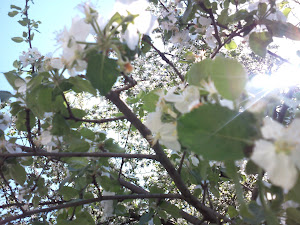 Яблоня в цвету Приднестровье фото