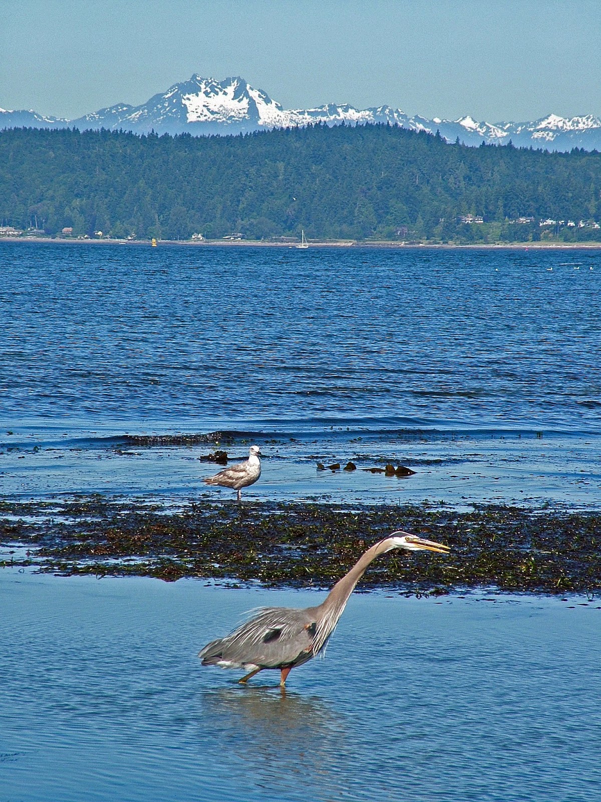 Buzz's Marine Life of Puget Sound: RANDOM COLLECTION OF PUGET SOUND
