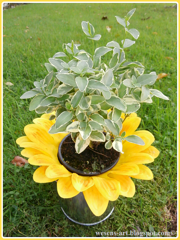 sunny potted plant   wesens-art.blogspot.com